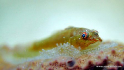 Goby on eggs...

s95 - no flash, no strobe, no PS/LR ed... by Tim Ho 